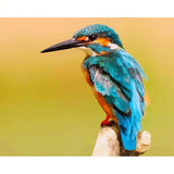 Vibrant Kingfisher Canvas