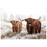 Highland Cattle Canvas