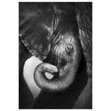 Baby Elephant Homecoming Affection Canvas