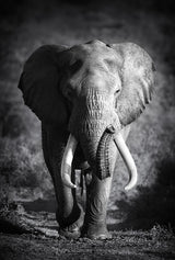 Baby Elephant Homecoming Affection Canvas