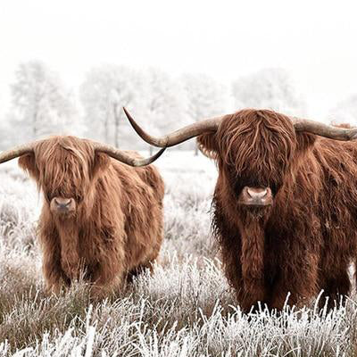 Highland Cattle Canvas