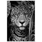 Gazing Jaguar Canvas